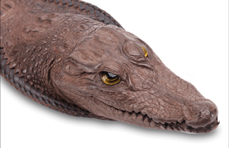 day-nit-da-ca-sau-gia-bao-nhieu-tien