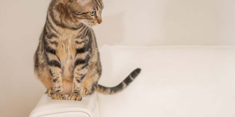 Xử lý vết xước trên sofa da